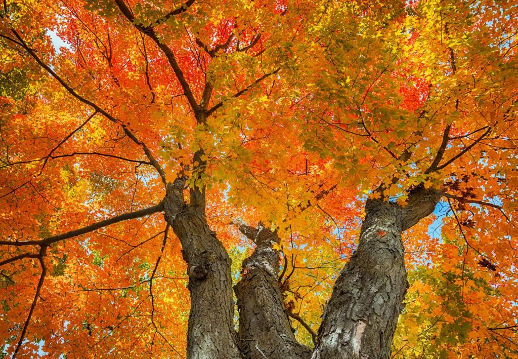 what types of maple trees are there